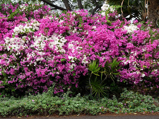 Colorful Bougainvilleas in Hawaii