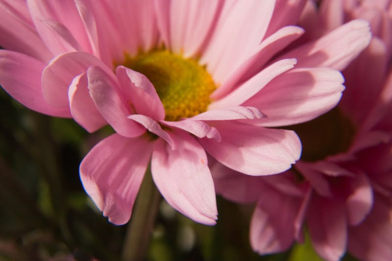 Tatum Chrysanthemus (2)