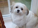 Sophie - The "alpha" dog