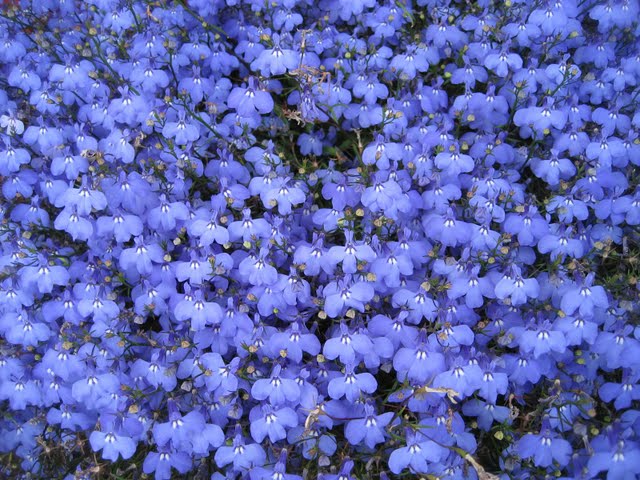 [blue+flowers]