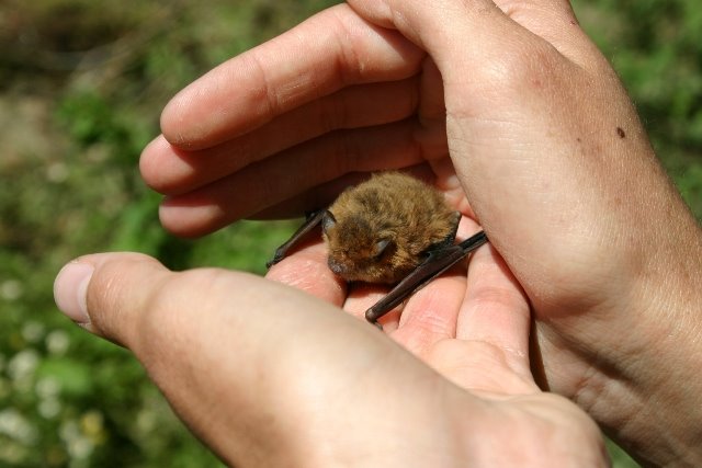 [Pipistrellus+pipistrellus_01+«Morcego-anão».JPG]