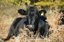 Angus Cross Cow at Caesars Camp in 2007 by Steve Blacker