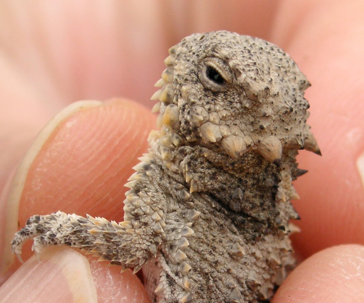 Nature ID coast horned lizard 08/04/10 Fort Ord