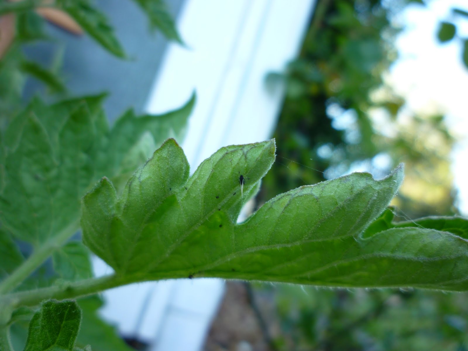 Gardens + Insects Black Bug on Tomato Plant
