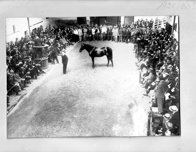 Remate de Caballos Pura Sangre