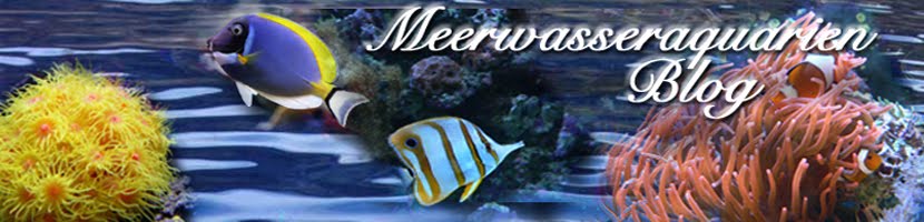 Meerwasseraquarien Blog