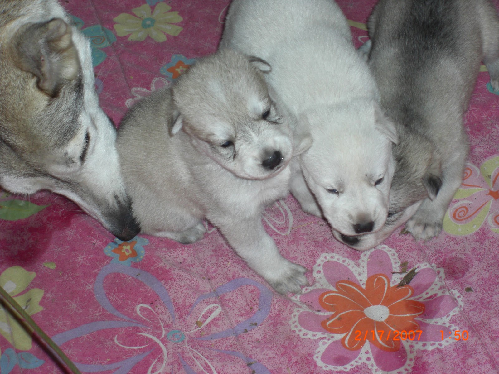 wolf puppies hybrid 2010 born november timber