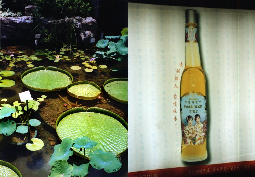 [2giant_lilies.fl.jpg]