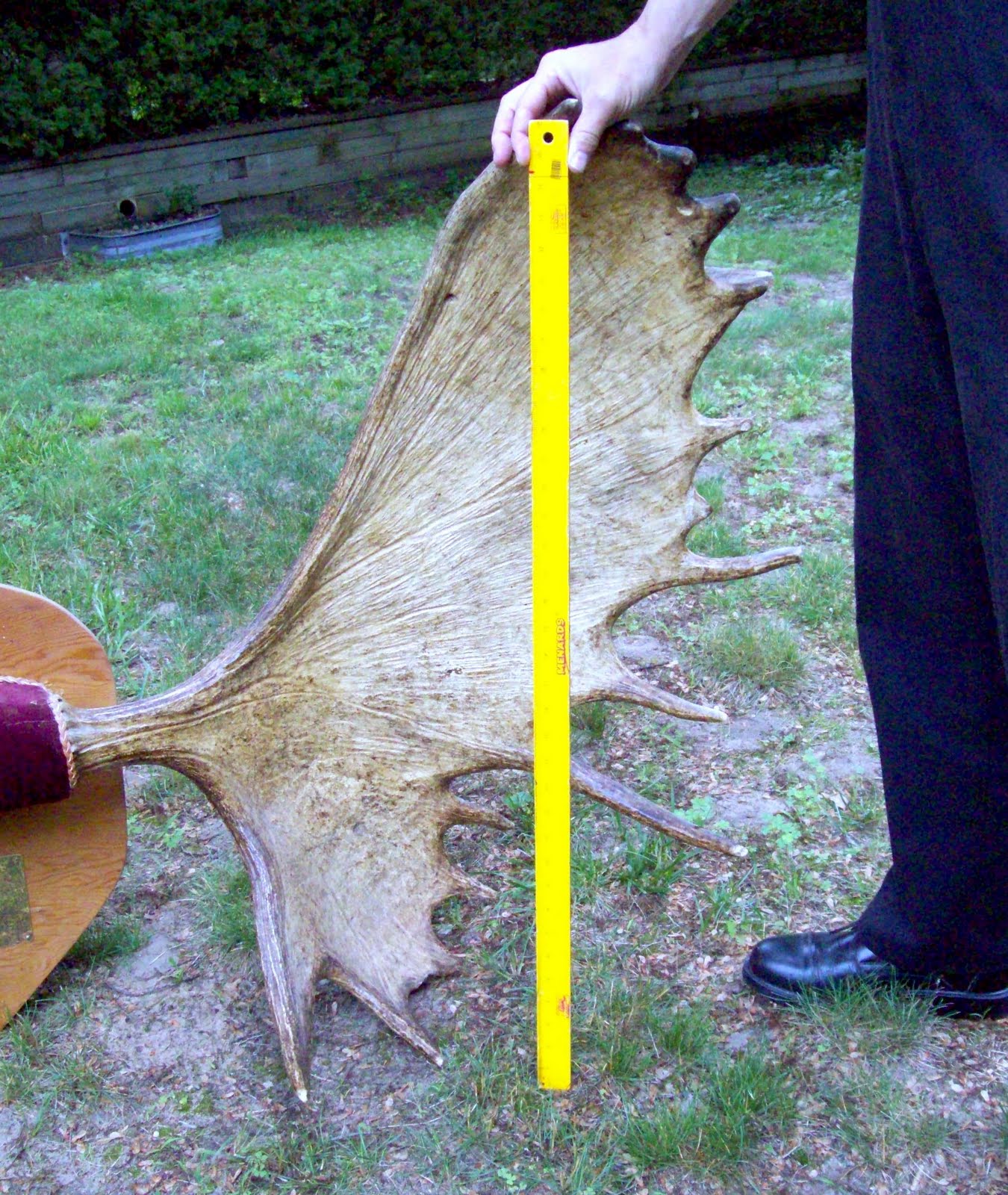 The Midnight Carver Moose Antlers for Sale! Check them out!