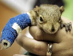 broken squirrel arm mystery backyard 2010