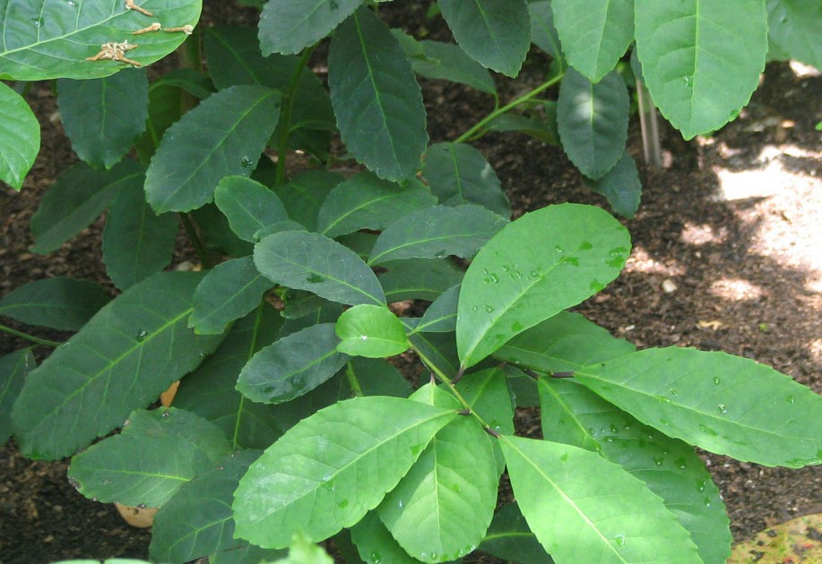 Outra História Folclore A origem do