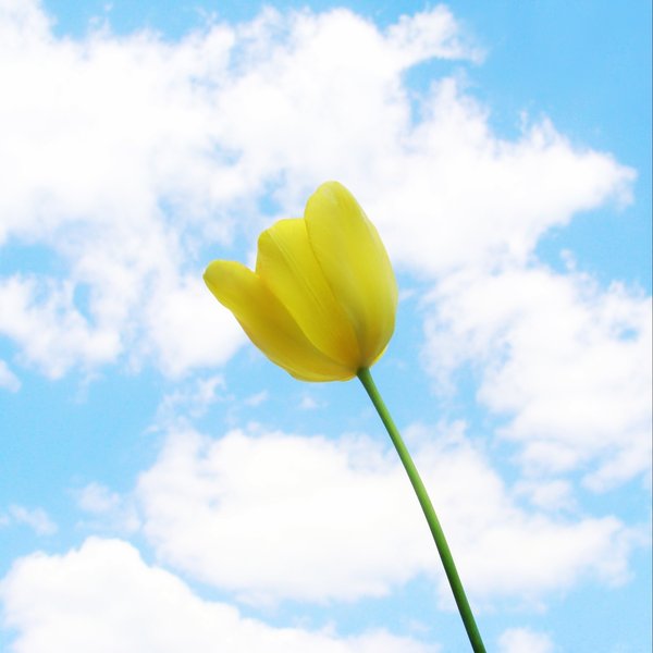 [window_blues_by_appleplusskeleton.jpg]