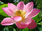 floare de lotus