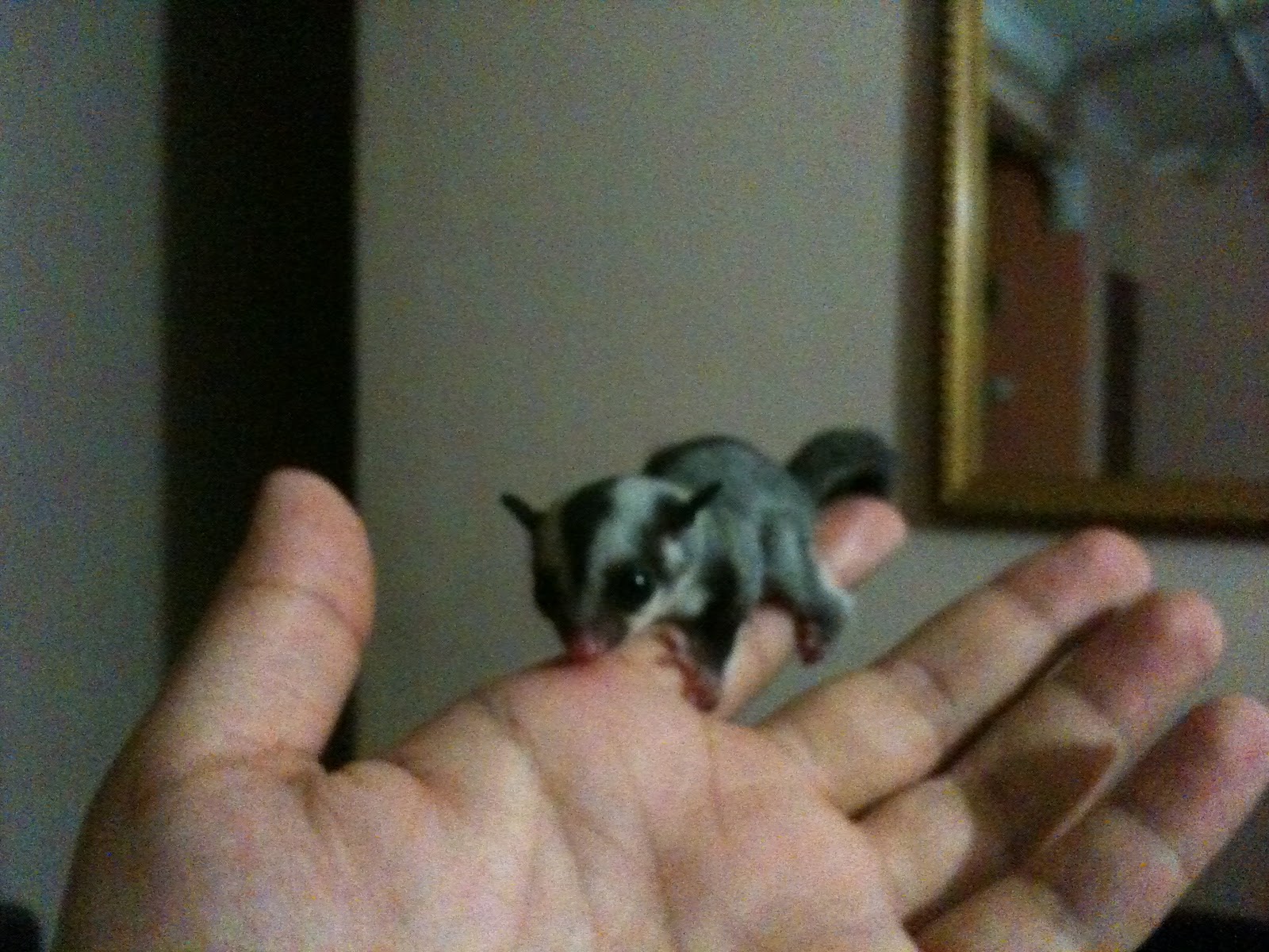 Freeze Sugar Glider Awesome Sugar Glider for sale!!