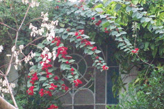 primavera no sitio