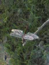 Dragonfly-Anax Junius