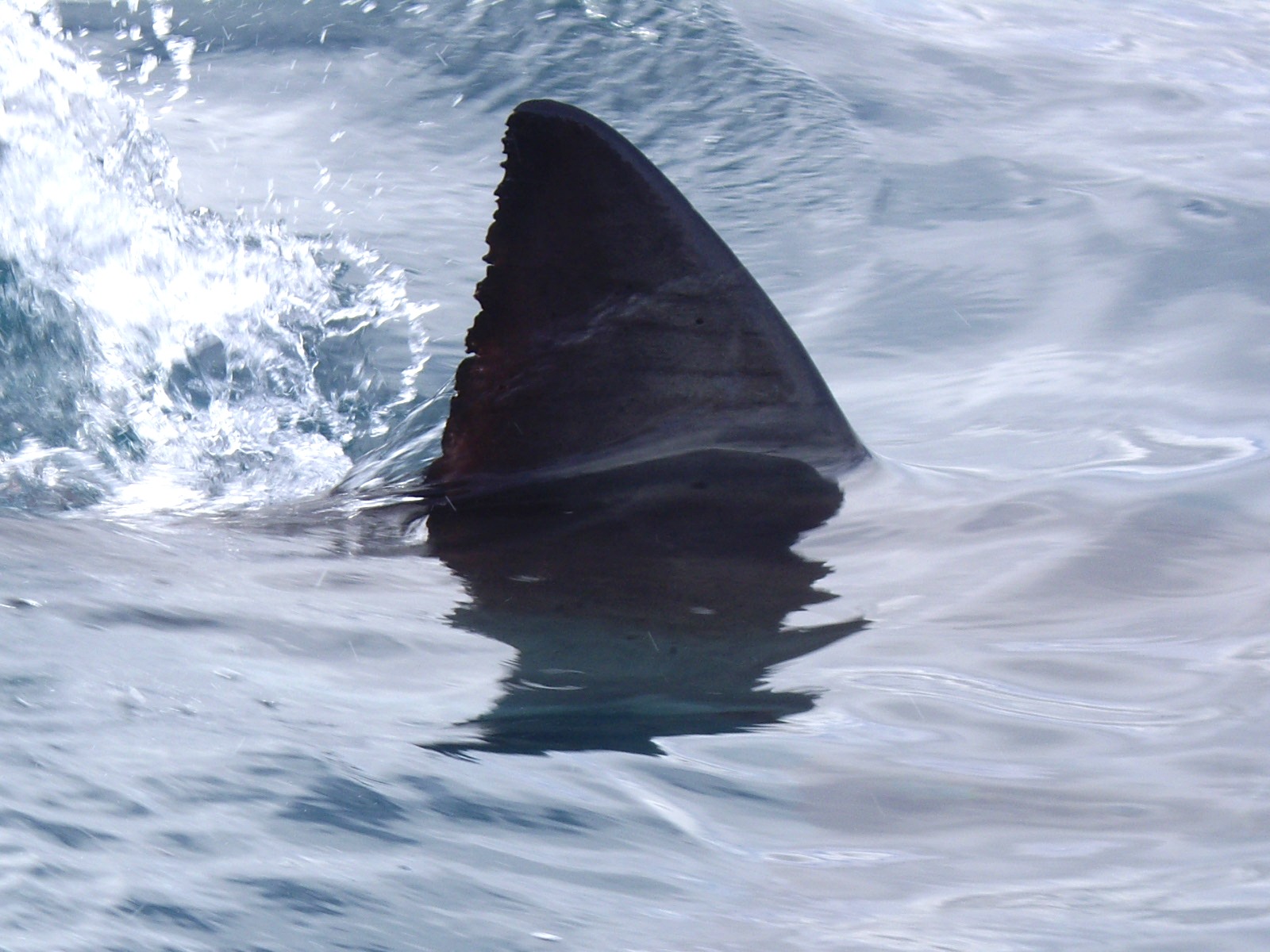 SharkFin (image)
