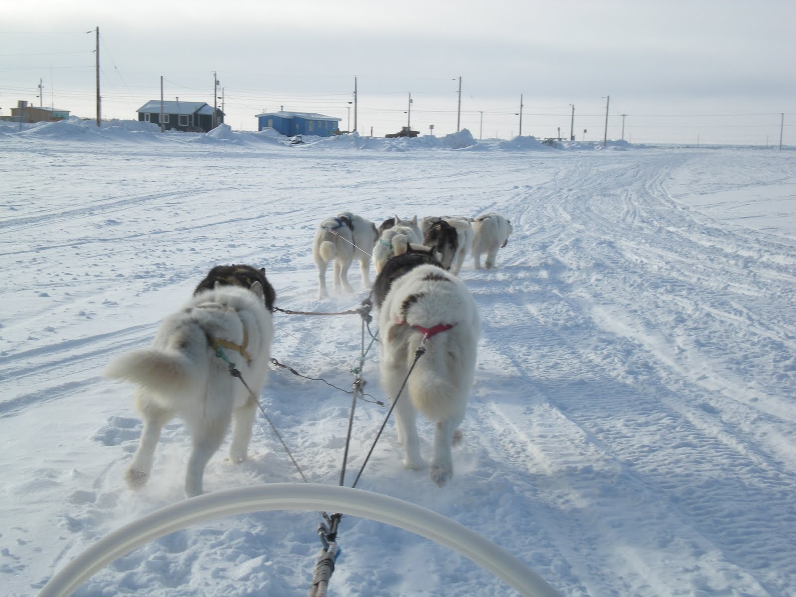 Real World Barrow, Alaska Dog Sledding Photos!!!!