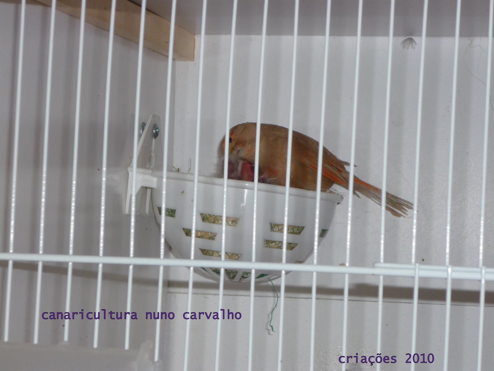 [criações_2010_canarios6.JPG]