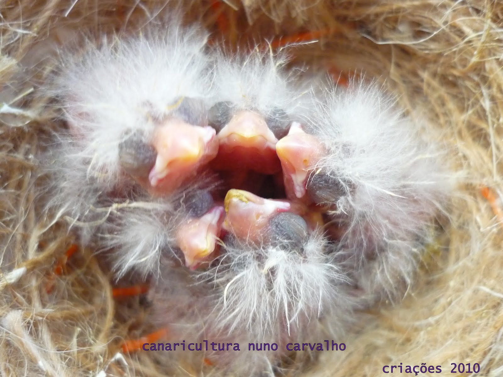 [criações_2010_canarios2.JPG]