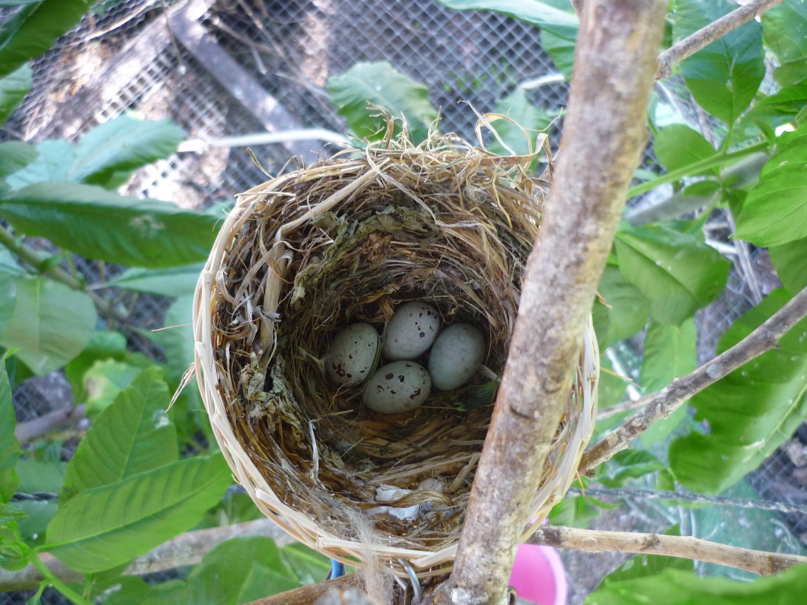 [ninho+com+ovos.JPG]