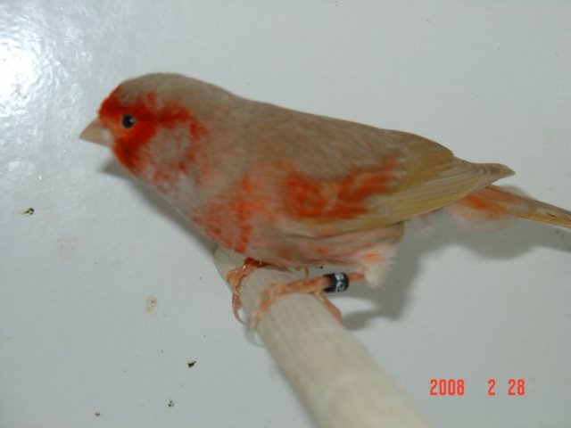 [canarios011tp9.jpg]