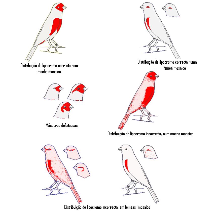 [lipocromo+de+mosaicos.JPG]