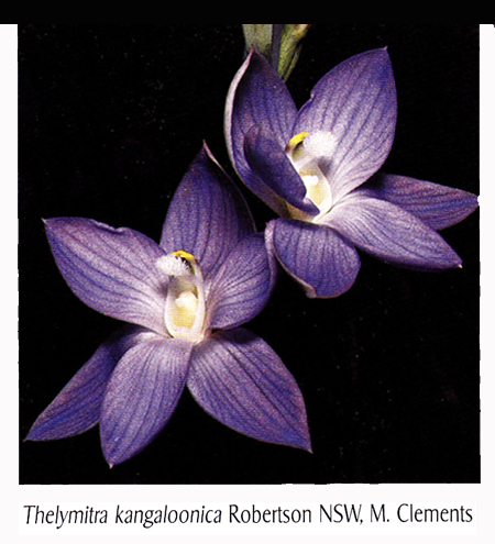 [Thelymitra+kangaloonica+-+cropped.jpg]