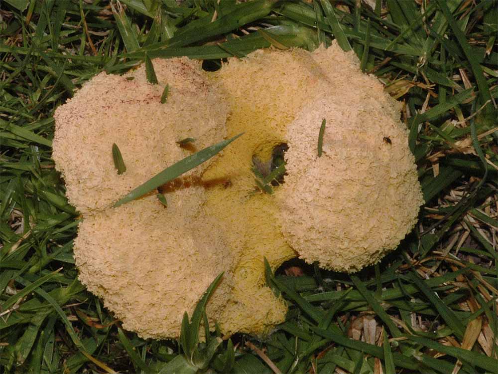 The Nature of Robertson March 2010