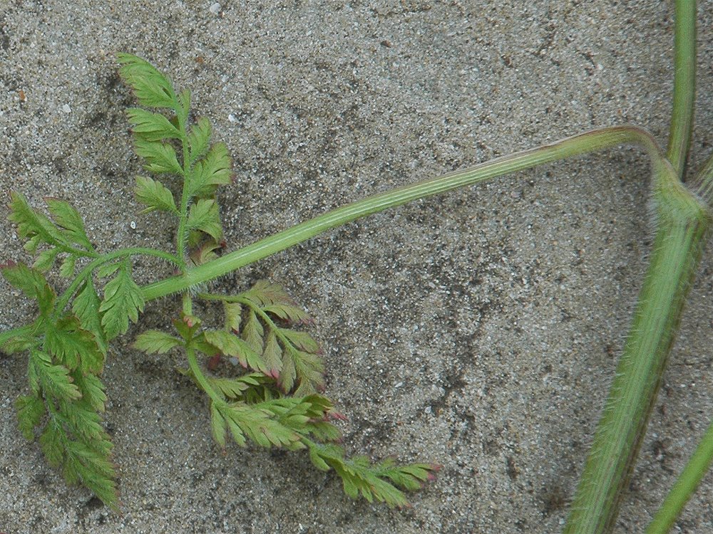 [Wild+Carrot+-+leaf+partial+-+hairy+visible,+esp.+at+nodes.jpg]