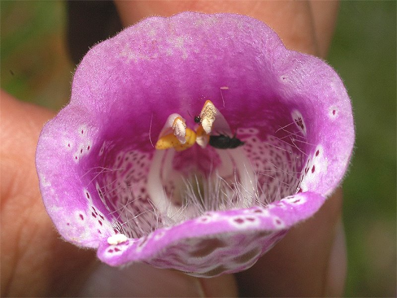 [Foxglove+-+flower+tube-+hairs,+carpels,+insects.jpg]