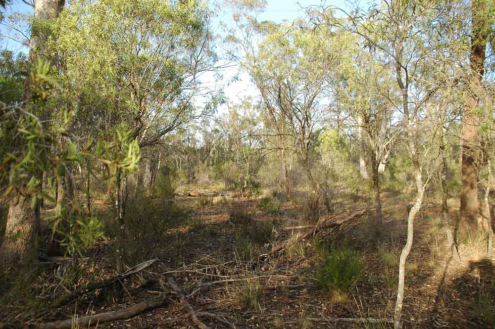 The Nature of Robertson: The processes of bird banding