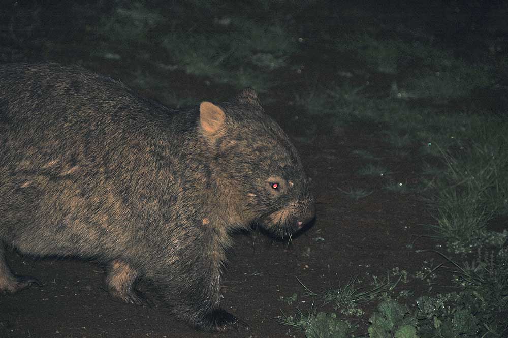 The Nature Of Robertson The Return Of The Wombat the-nature-of-robertson-the-return-of-the-wombat