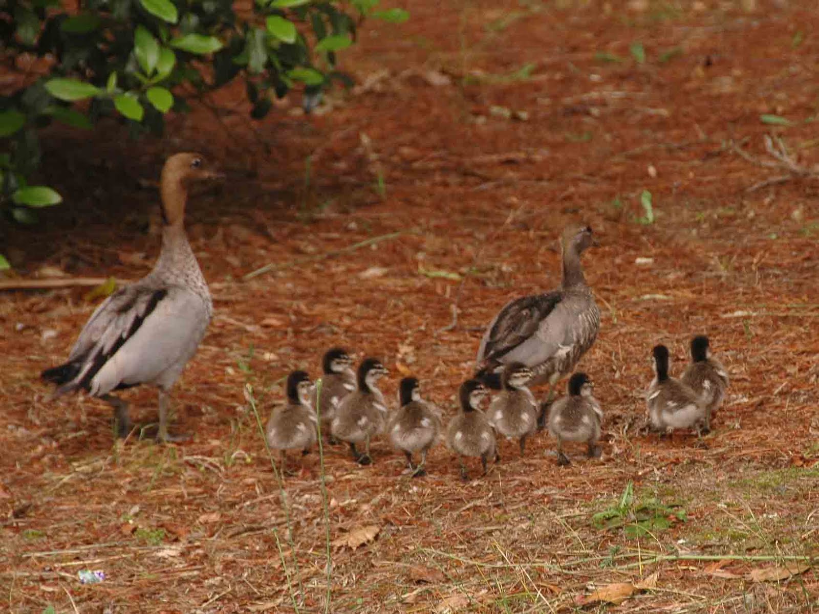 The Nature of Robertson Wood Duck Ducklings