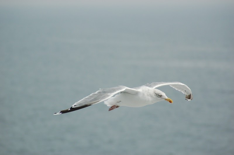 pensieri immagini e Blowing in the