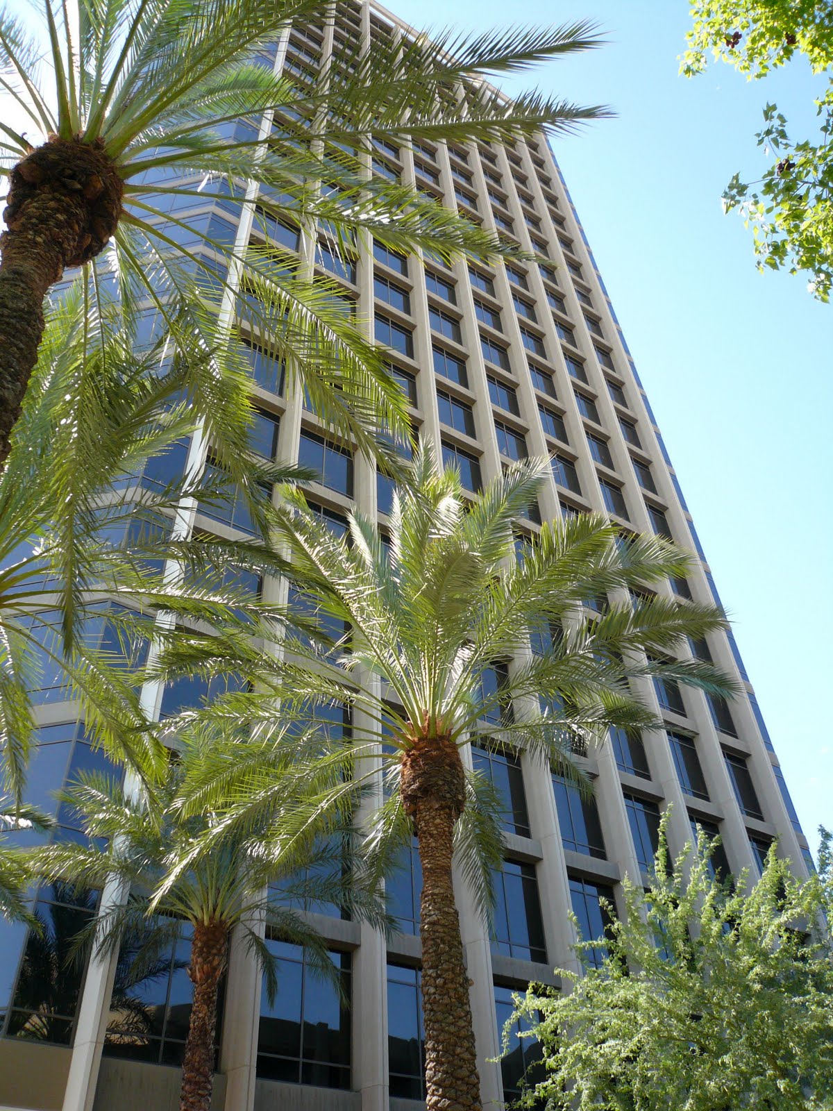 Phoenix Daily Photo Tall building and tall trees