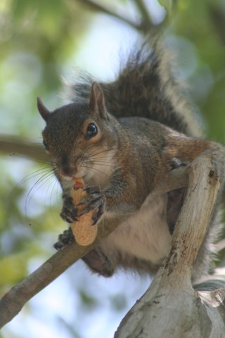 [squirrel_eating.JPG]