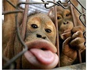 Macacos vão ter Zona Verde em Telheiros?