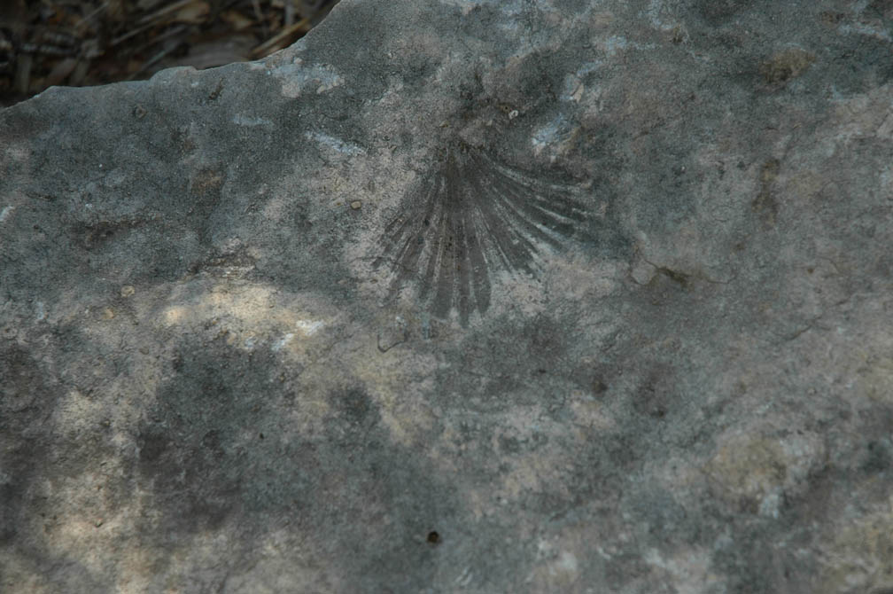 [2+where's+this+fossil_Newsletter.jpg]