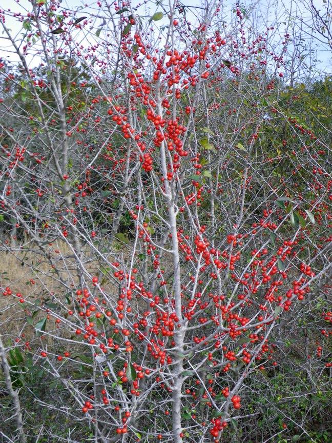 [red,+red,+red_0334.jpg]