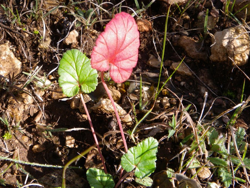 [green+&+red_0302.jpg]