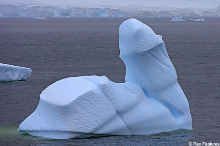 [icebergrex_450x300.jpg]