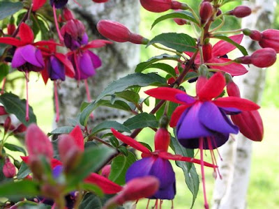 Fuchsia magellanica