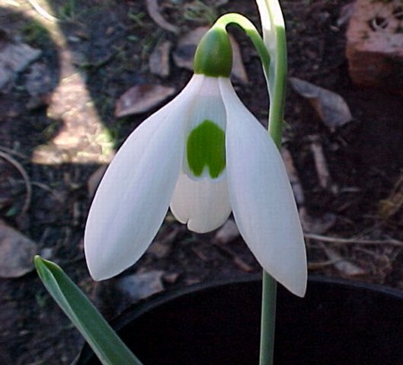 Flor Galanthus plicatus