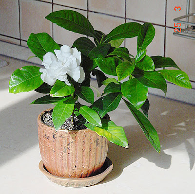 Gardenia jasminoides , nombre común o vulgar Gardenia, Jazmín del Cabo : El  Mundo y sus Plantas
