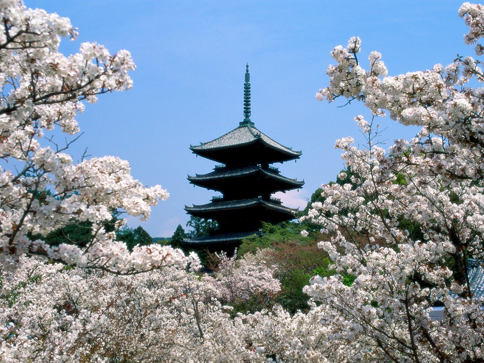 http://1.bp.blogspot.com/_708_wIdtSh0/S_5iOC60CKI/AAAAAAAABEQ/_M6DJCxmxzo/s1600/Cherry+Blossoms,+Ninna-Ji+Temple+Grounds,+Kyoto,+Japan.jpg