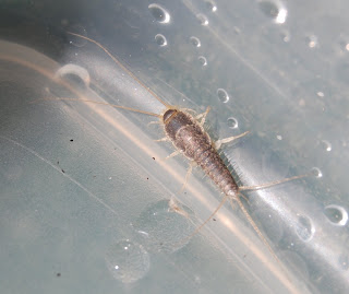 San Diego Bug Alert: Slithering Silverfish