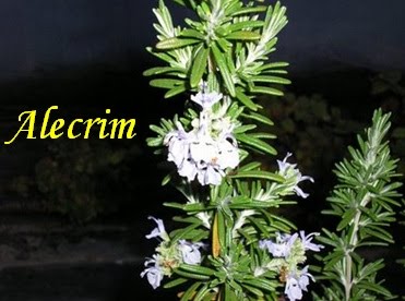 [Alecrim2.jpg]