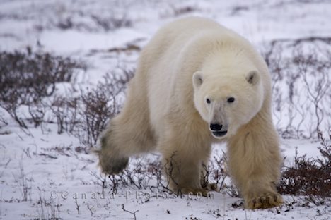 [polar-bear-trot-snow-covered-landscape_4088.jpg]