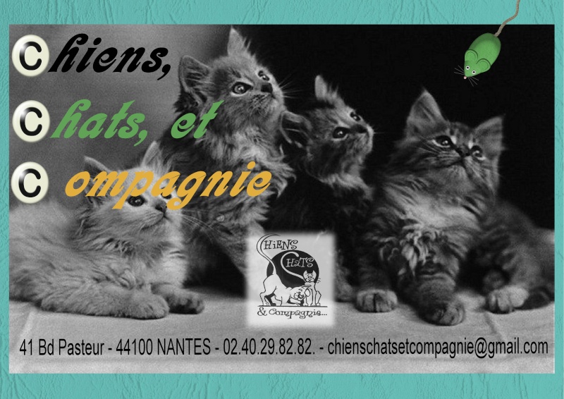 Association Chien Chat Et Compagnie R867